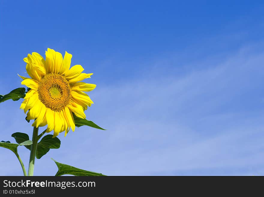 Sunflower on blue sky background