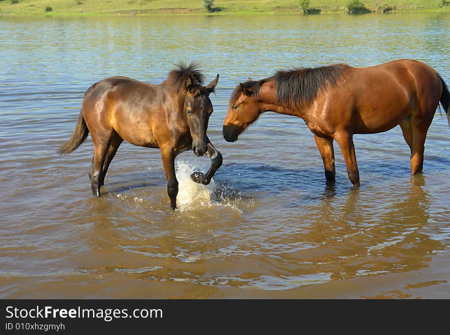 Horses on a pasture in  summer