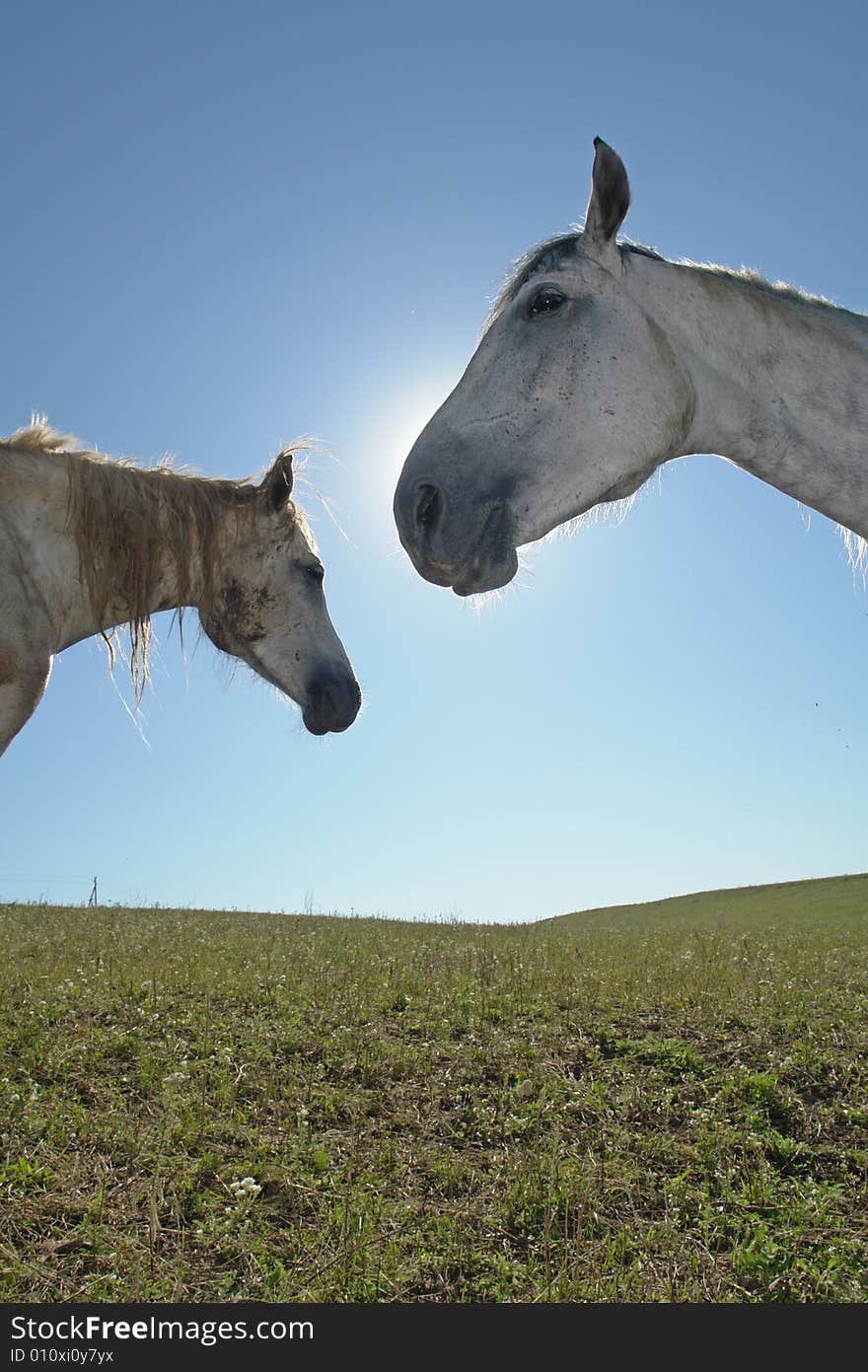 Horses on a pasture in  summer