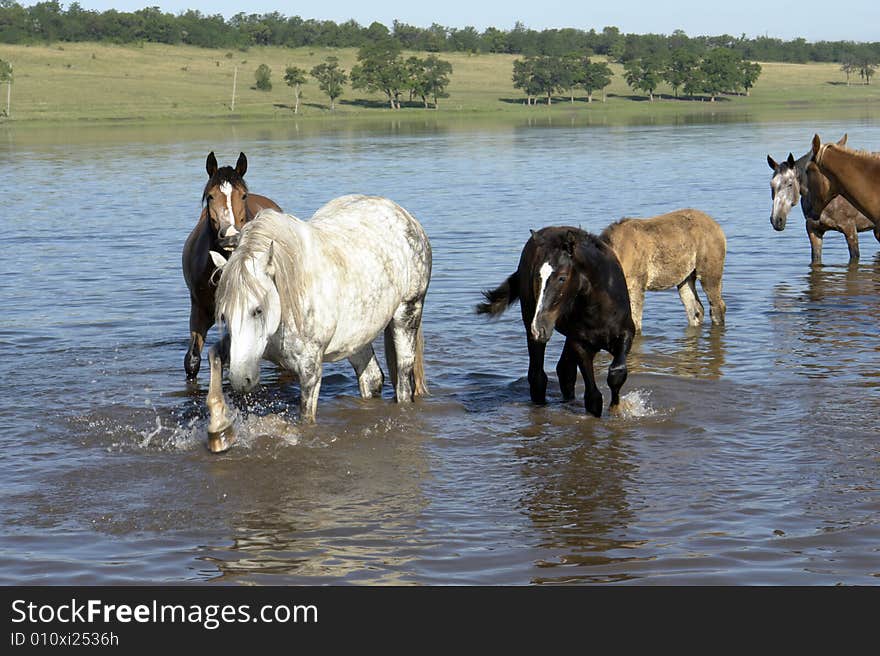 Horses on a pasture in summer