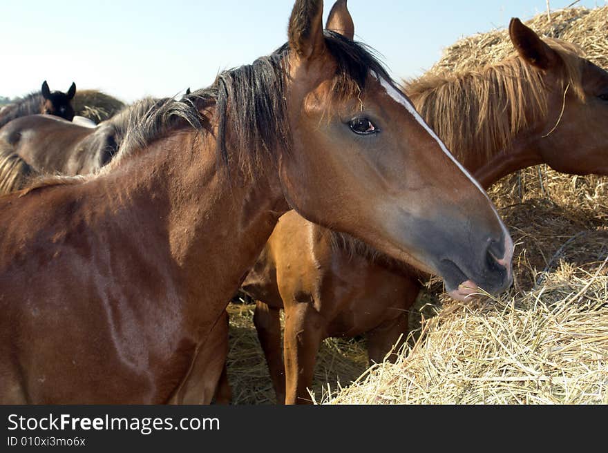 Horses on a pasture in  summer