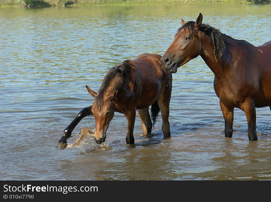 Horses on a pasture in  summer