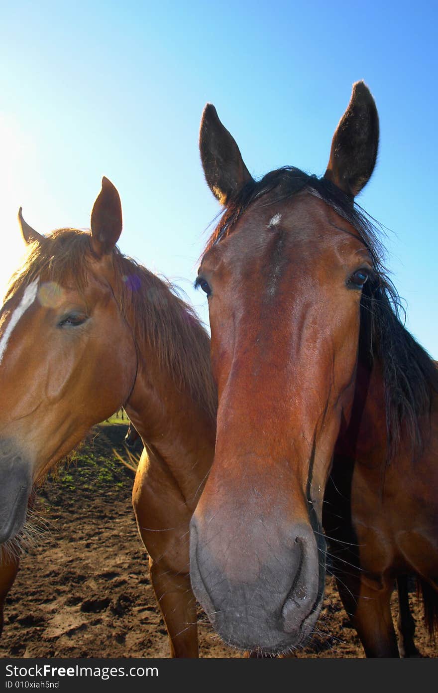 Horses on a pasture in summer