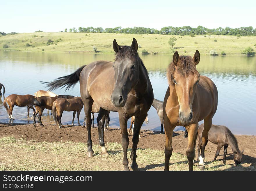 Horses on a pasture in summer