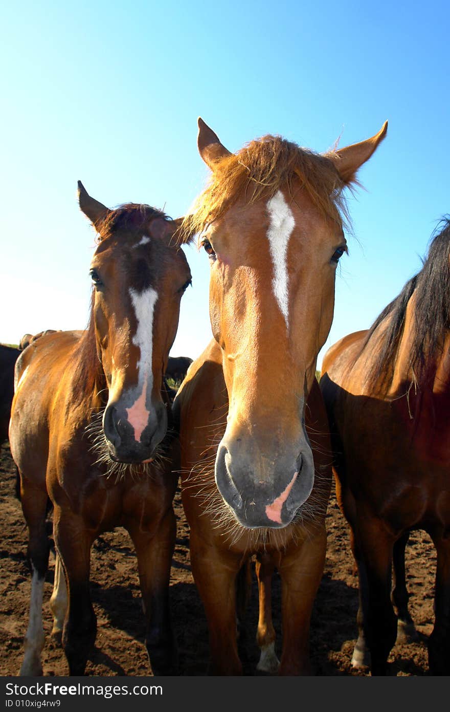 Horses on a pasture in  summer