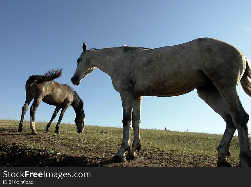 Horses on a pasture in summer