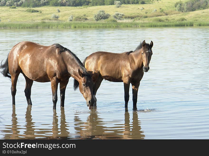 Horses on a pasture in summer