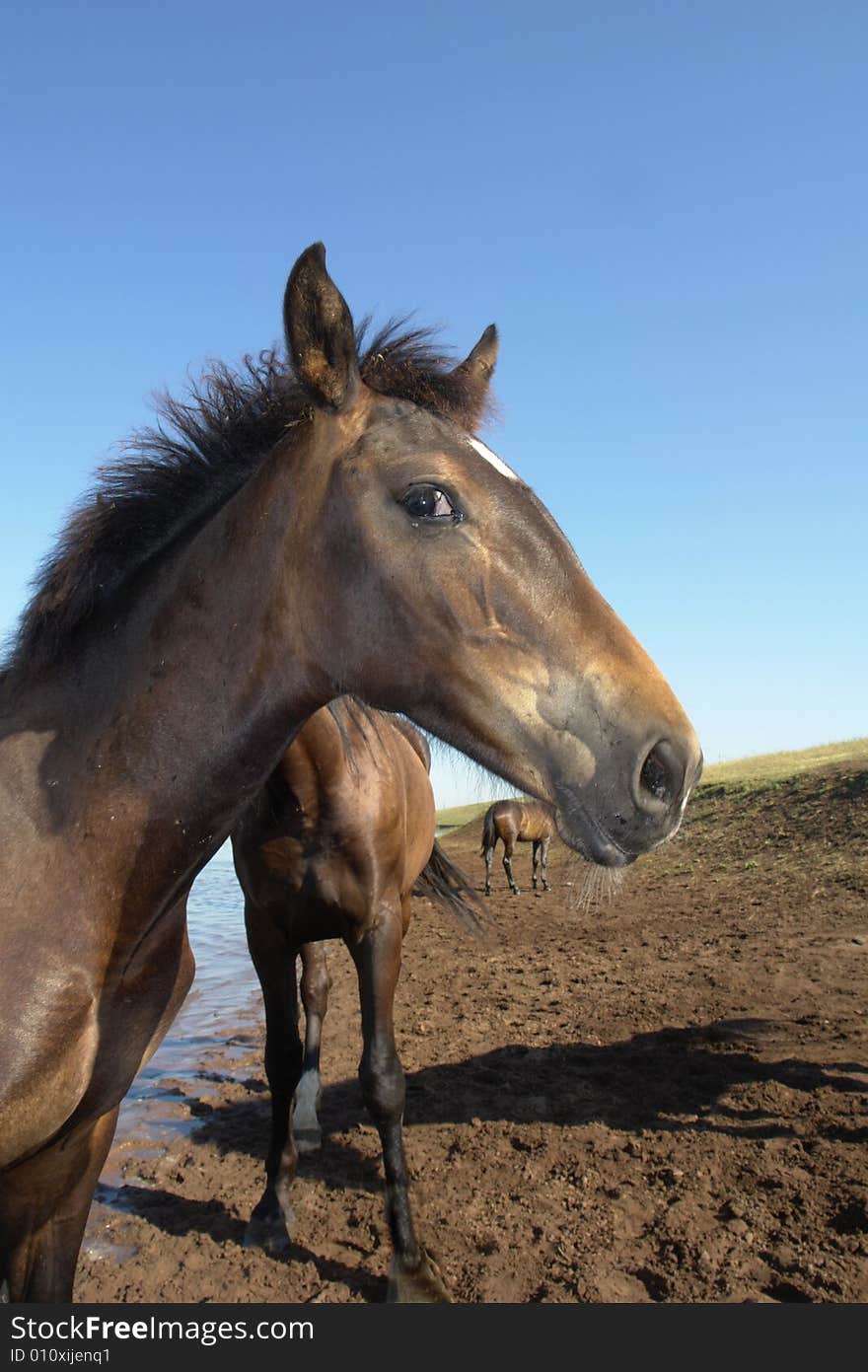 Horses on a pasture in  summer