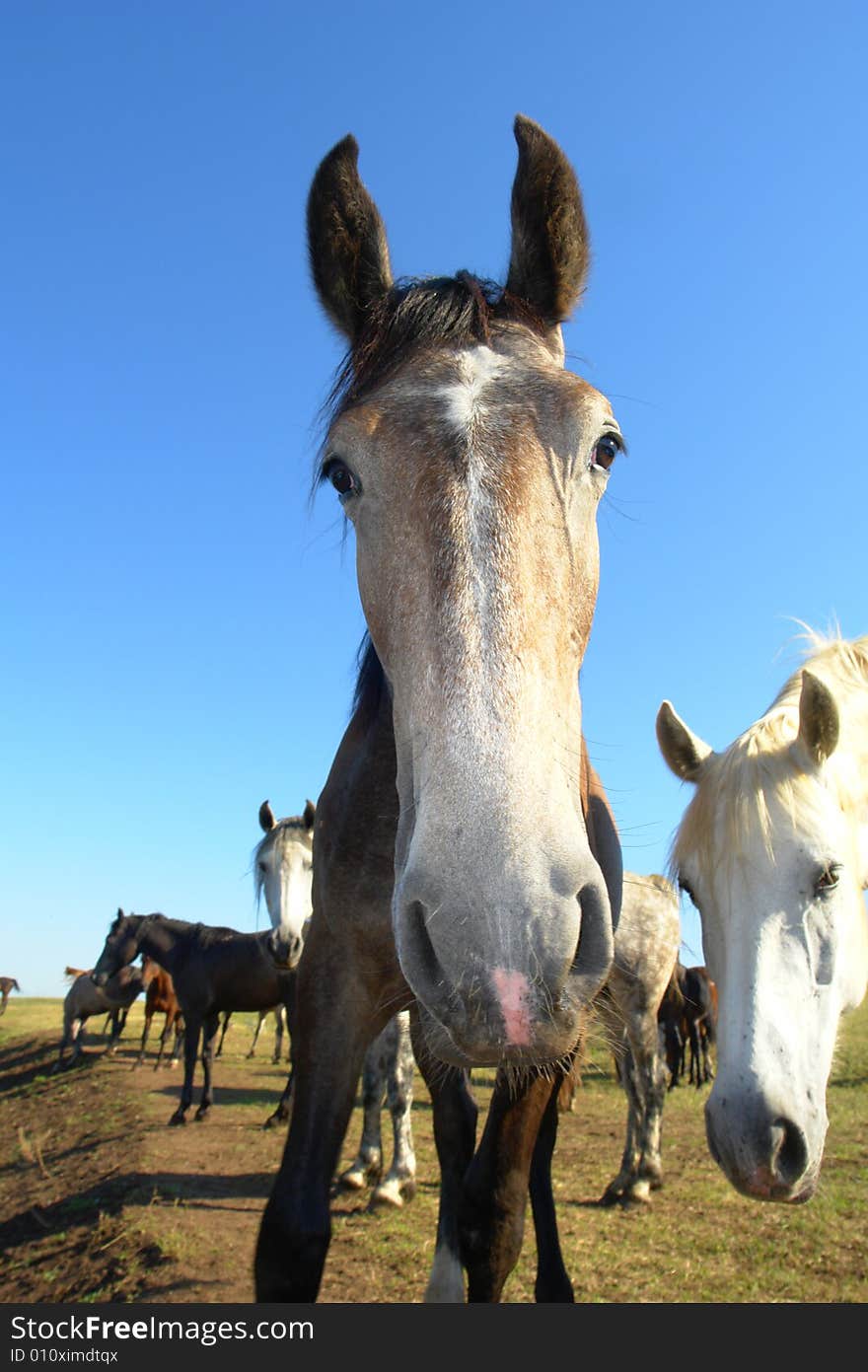 Horses on a pasture in  summer