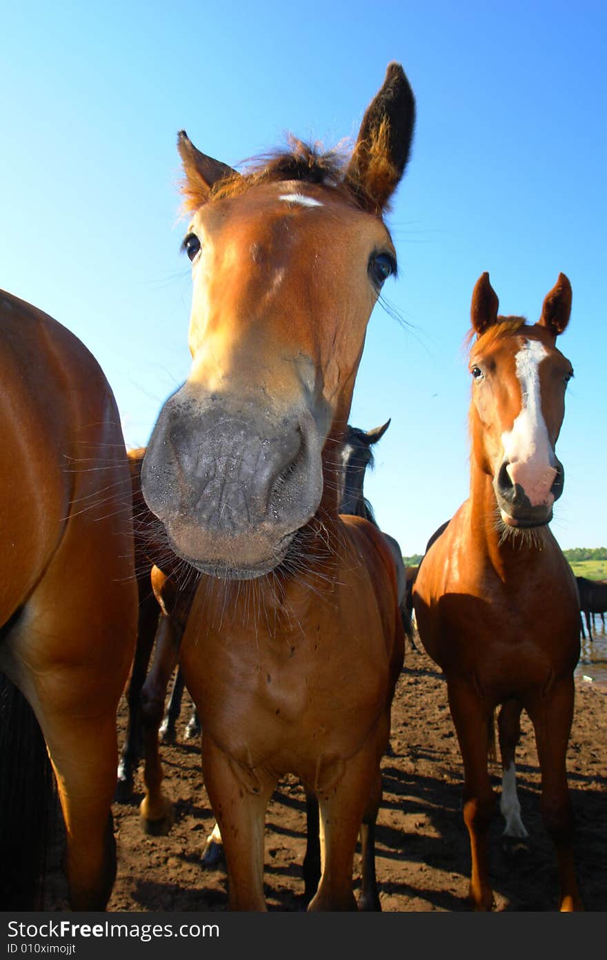 Horses on a pasture in  summer