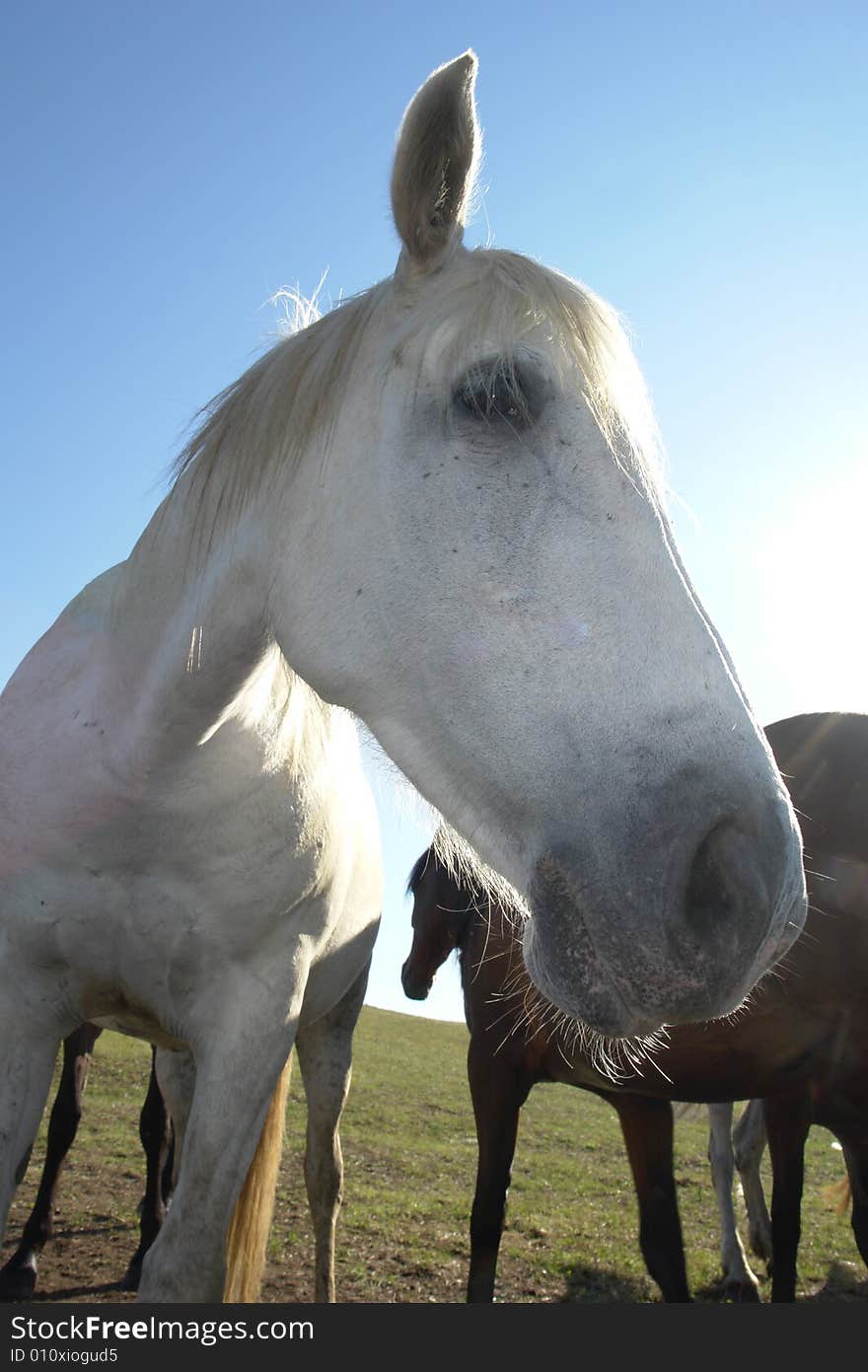 Horses on a pasture in  summer