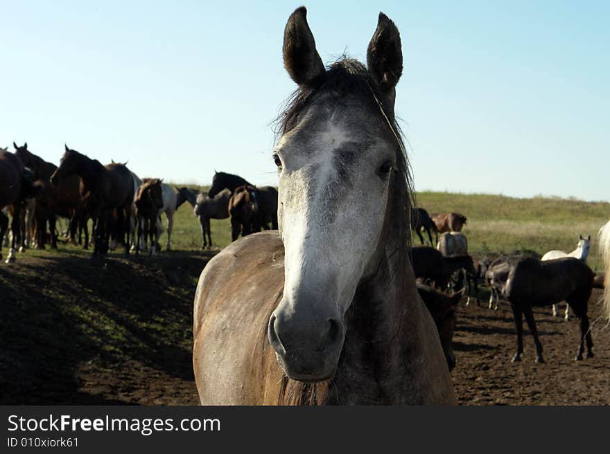 Horses on a pasture in  summer