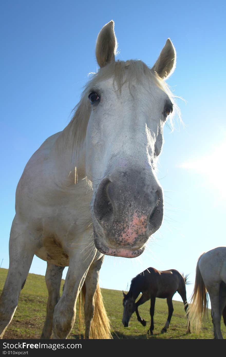 Horses on a pasture in  summer