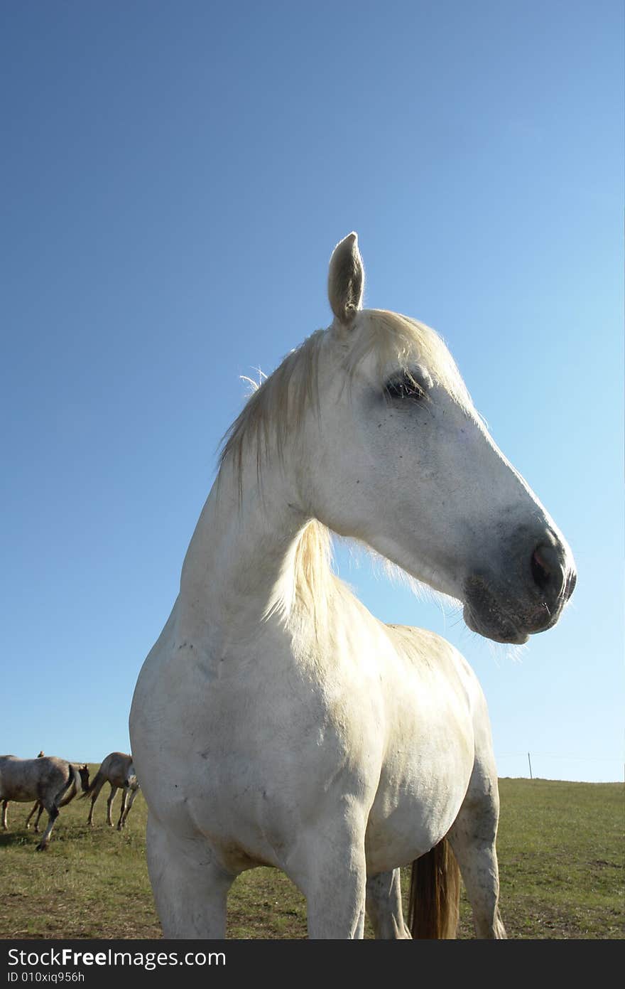 Horses on a pasture in  summer