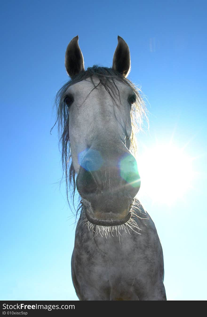 Horses on a pasture in summer