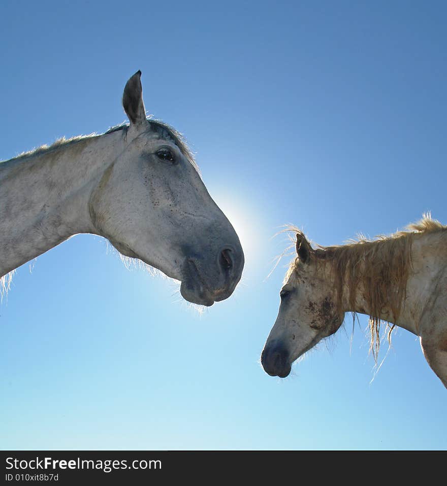 Horses on a pasture in  summer