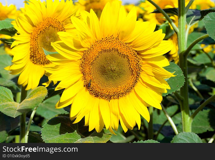 Shot of sunflower with bee. Shot of sunflower with bee