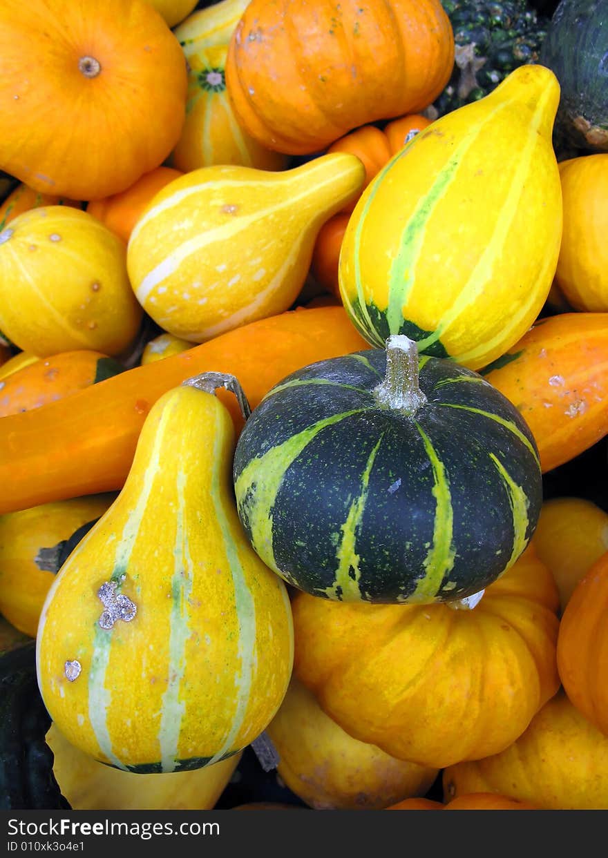 Background made of various pumpkins