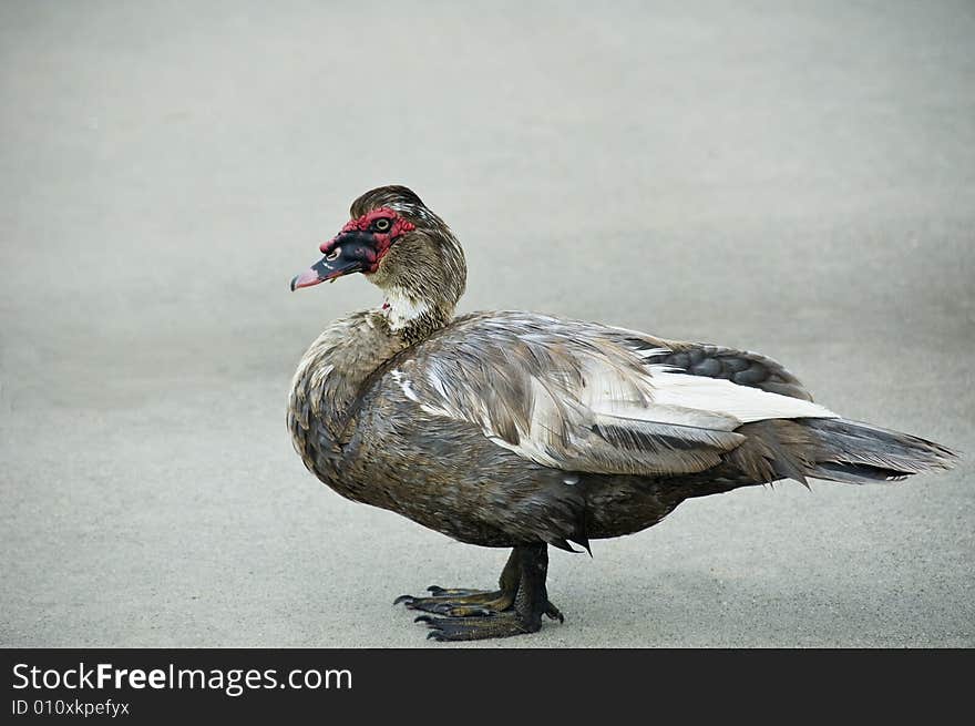 Duck standing on the sidewalk.