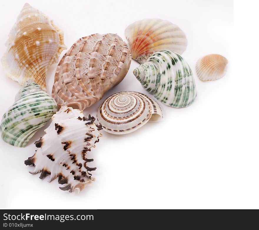 Various seashells on white background