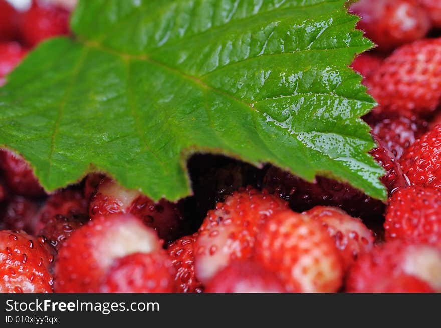 Wild strawberries. Narrow depth of field.