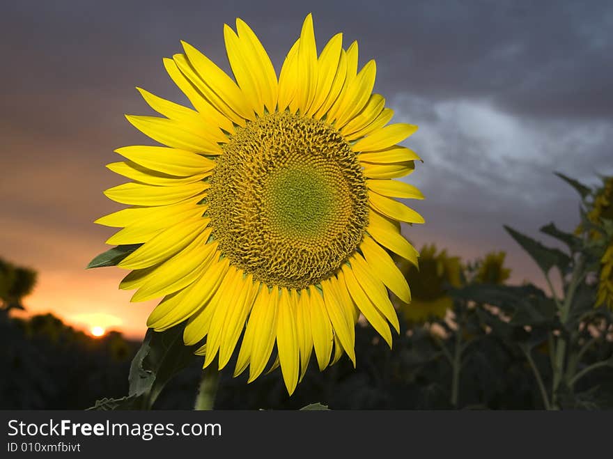 Closeup of a beautiful sunflower at sunset