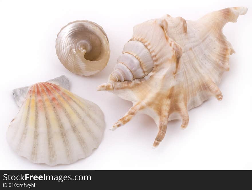 White seashells on white background