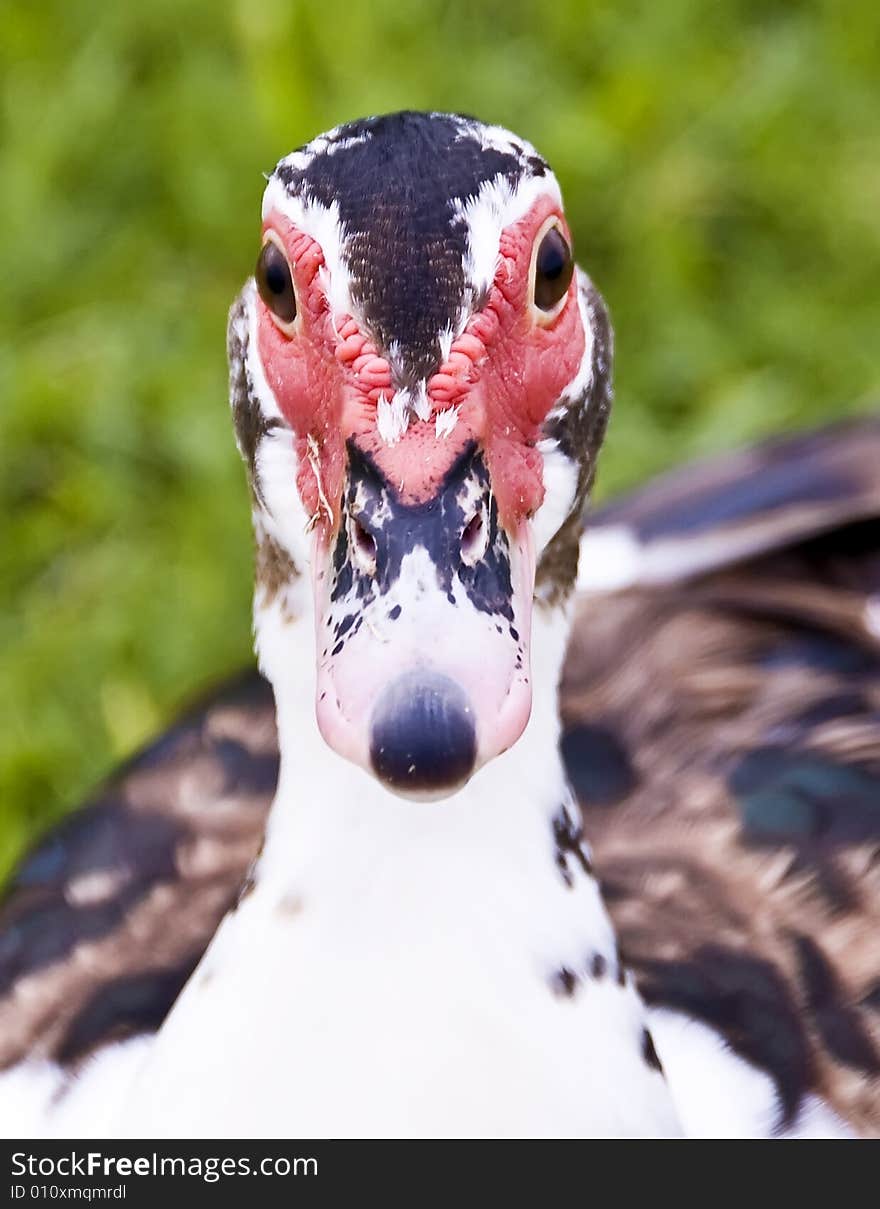 Close up muscovy duck.