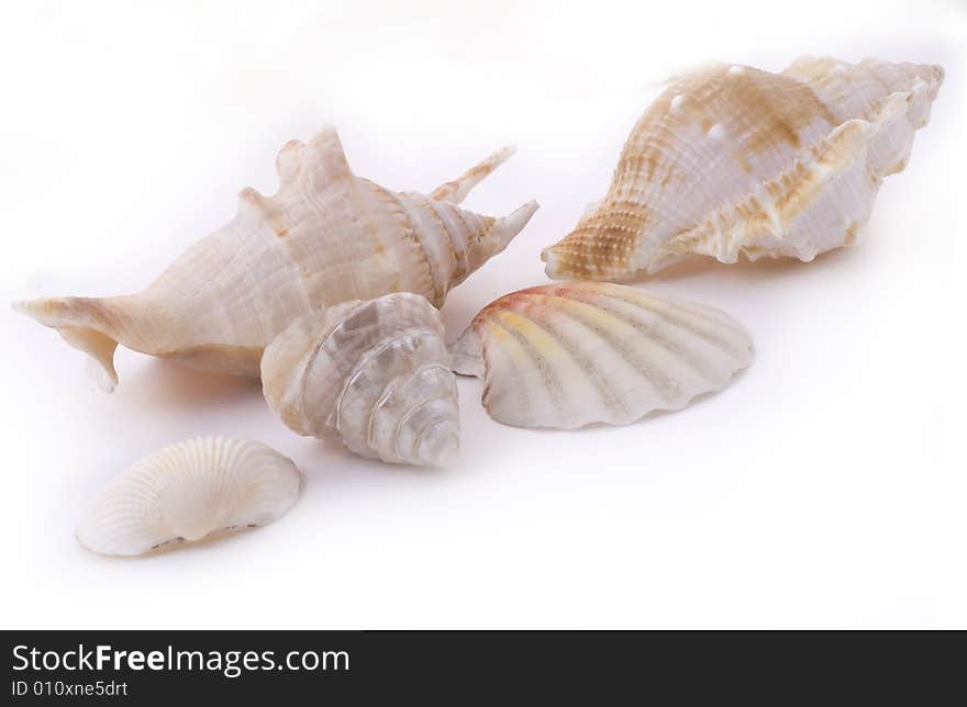 White seashells on white background