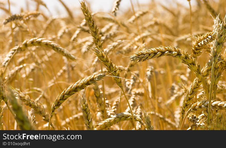 Gold wheat on farm field