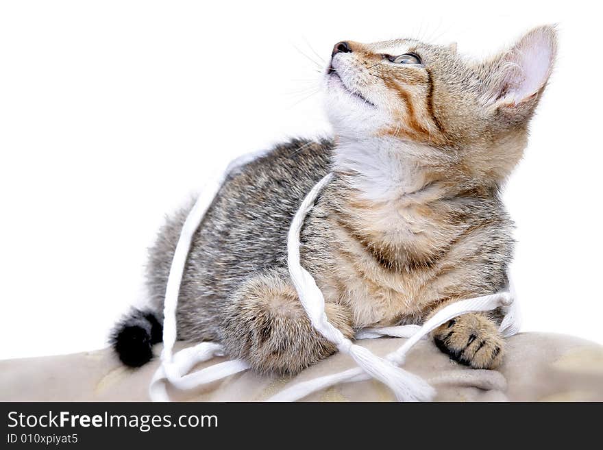 Photo of young grey cat. Photo of young grey cat