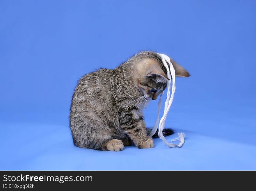 Kitty on blue background