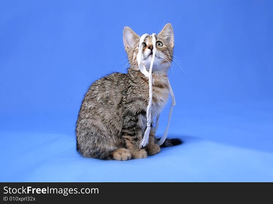 Kitty on blue background