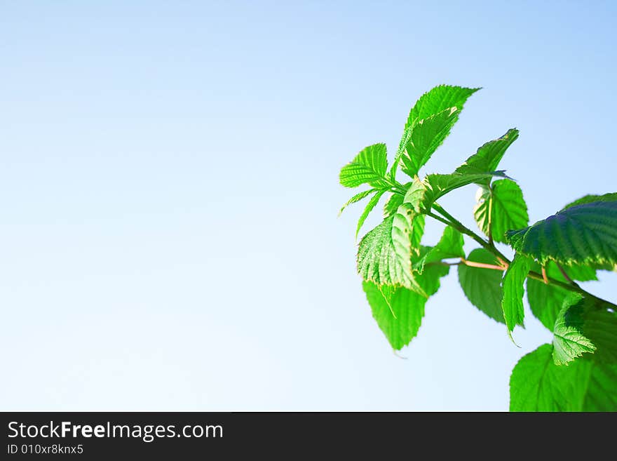 Juicy leaves of a young raspberry on a background of the blue sky. A background on a theme about summer.