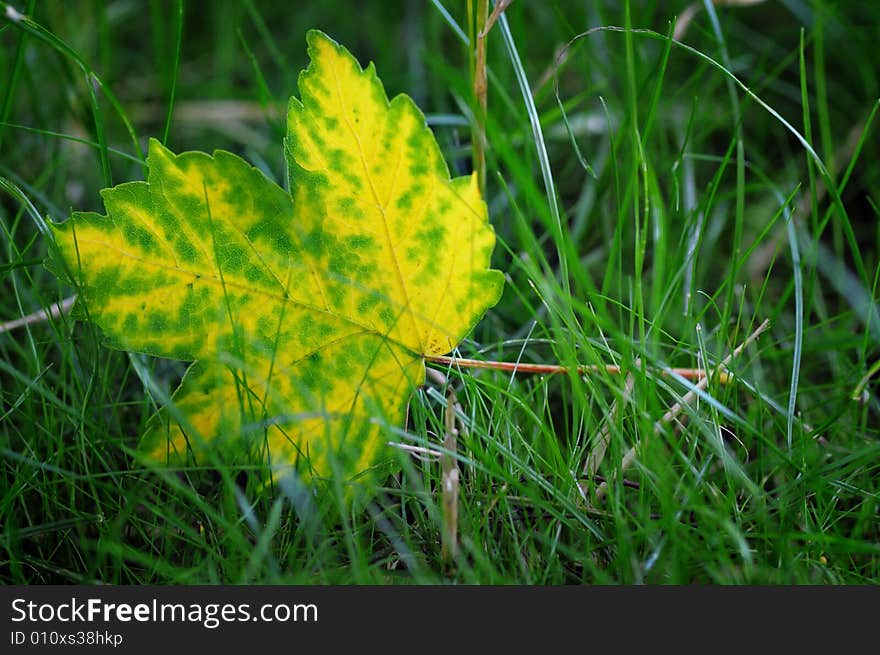 Yellow leaf.