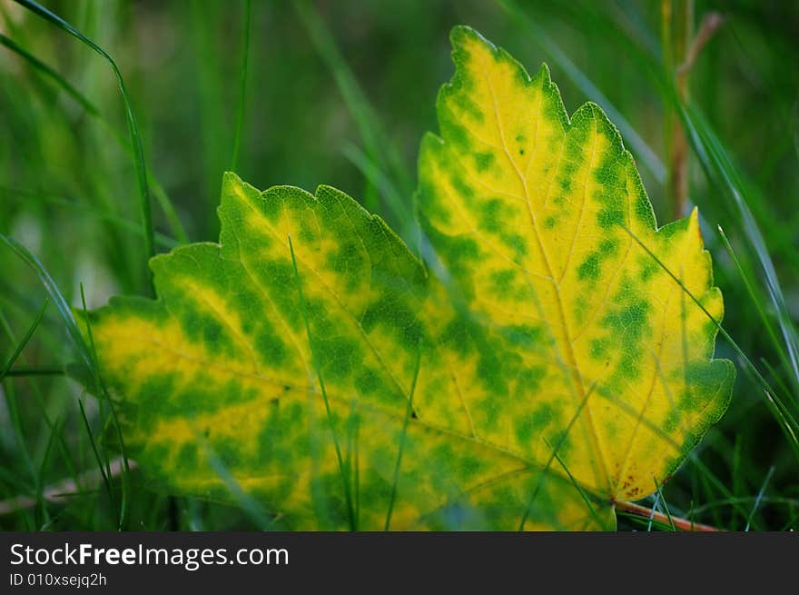 Yellow leaf.