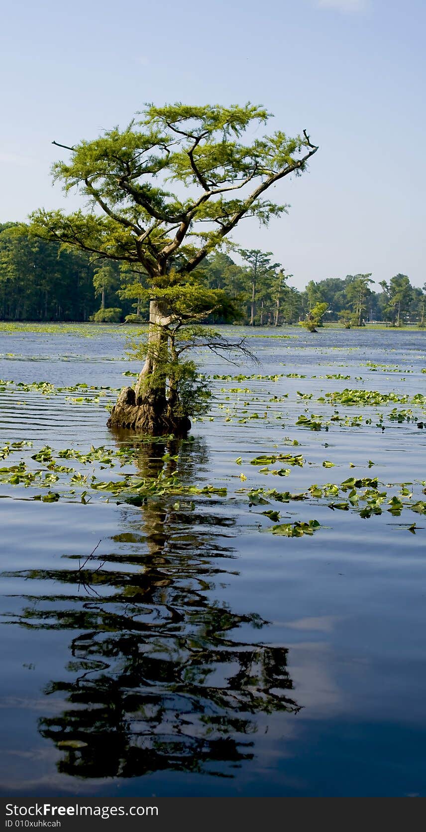 Cypress tree with it's reflection on the vibrant blue water. Cypress tree with it's reflection on the vibrant blue water.