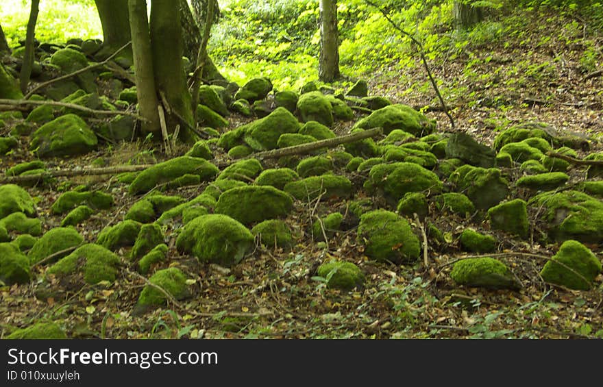 Stone-Pit with Moss