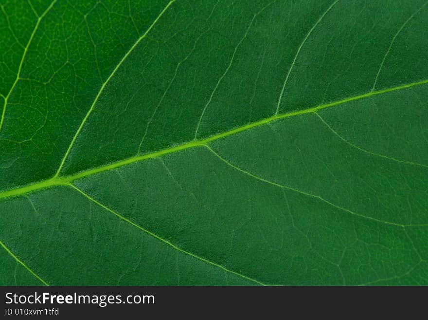 Macro Of Leaf