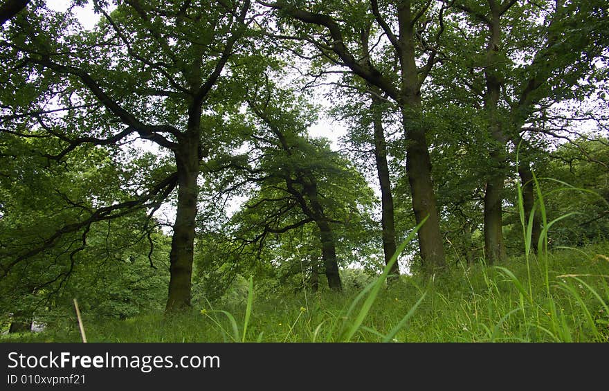 Old Oak Trees on Grazing Land. Old Oak Trees on Grazing Land