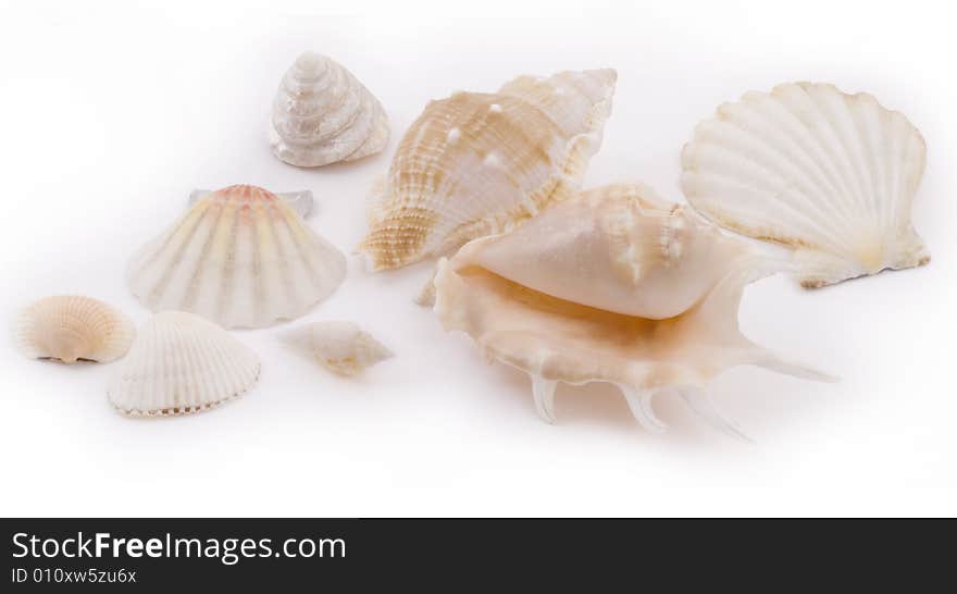 White seashells on white background