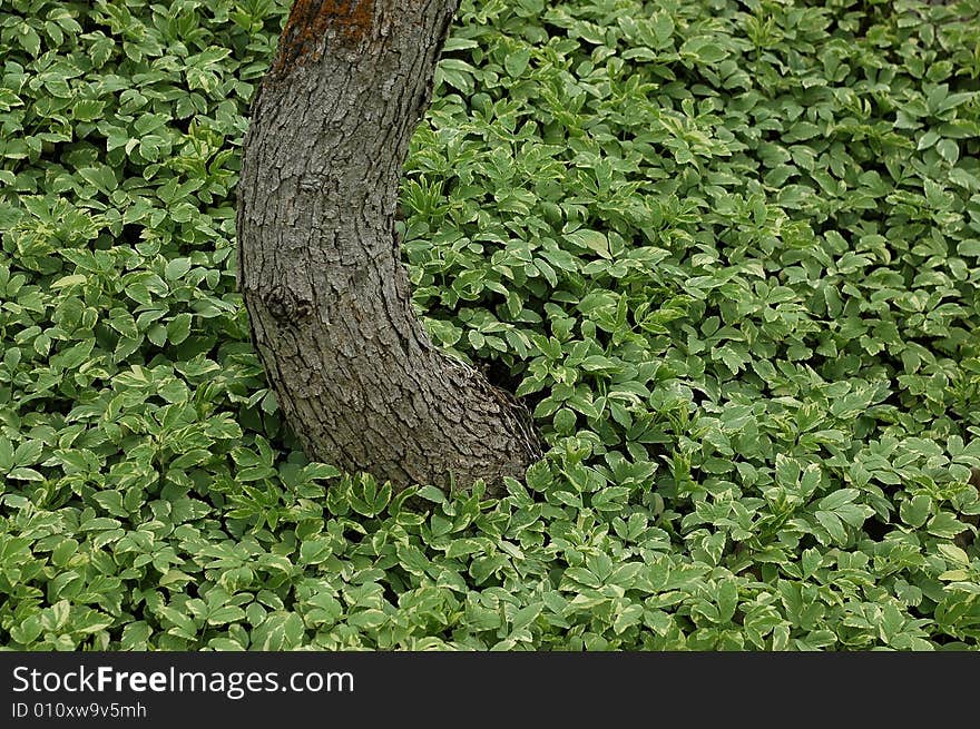 Bent tree growing through ground ivy.