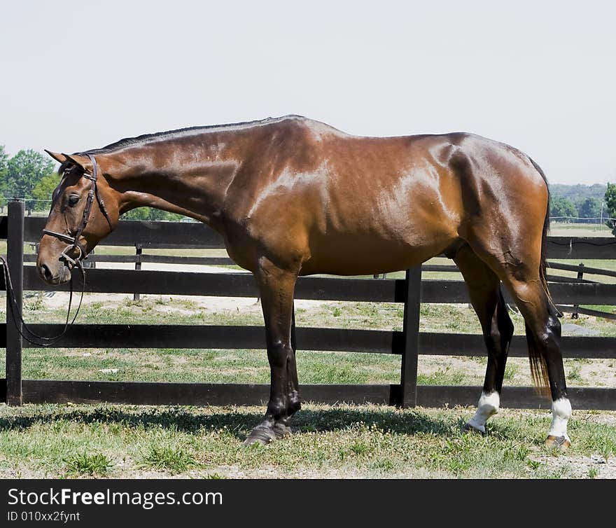 Good looking dark bay colored horse standing in front of fence wearing a bridle. Good looking dark bay colored horse standing in front of fence wearing a bridle.