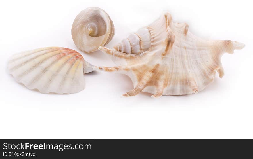 White seashells on white background