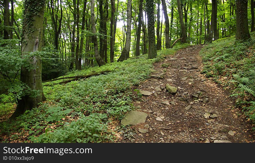 Path through Forest with Ivy. Path through Forest with Ivy