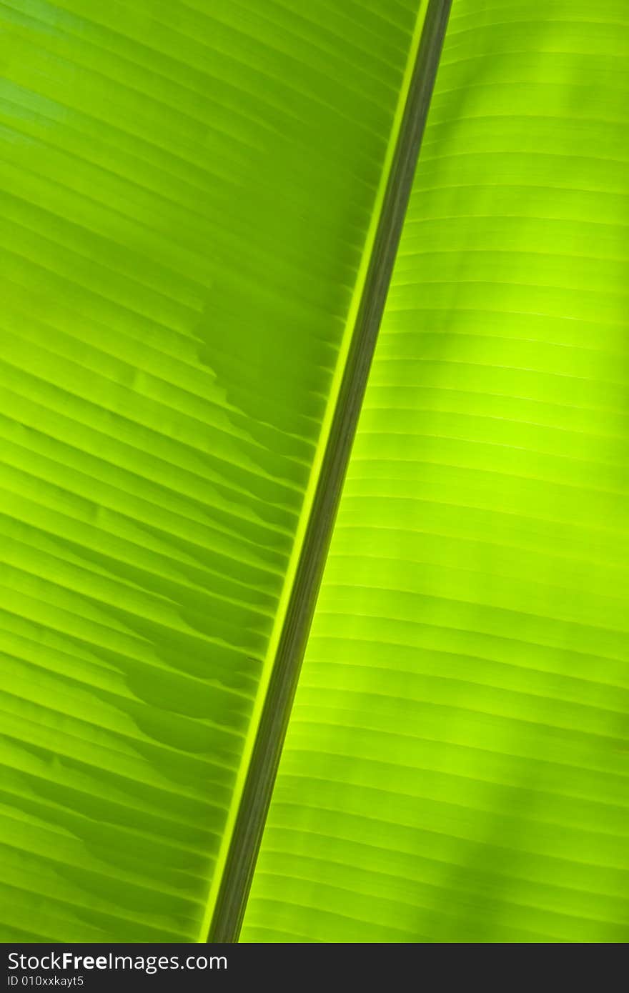 Banana leaf background