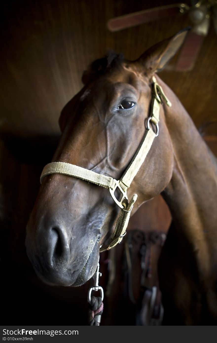 Bay horse close up head shot