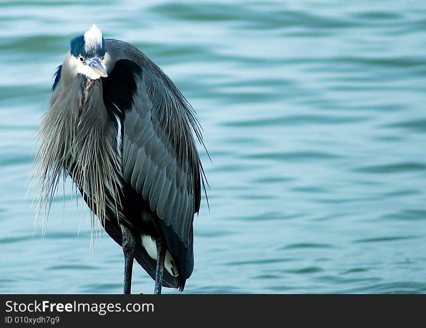 A great blue heron wading in Vancouver, Canada.