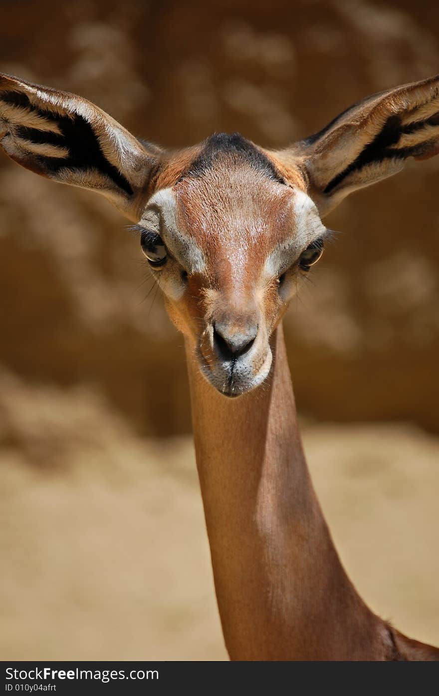 Gazelle Portrait