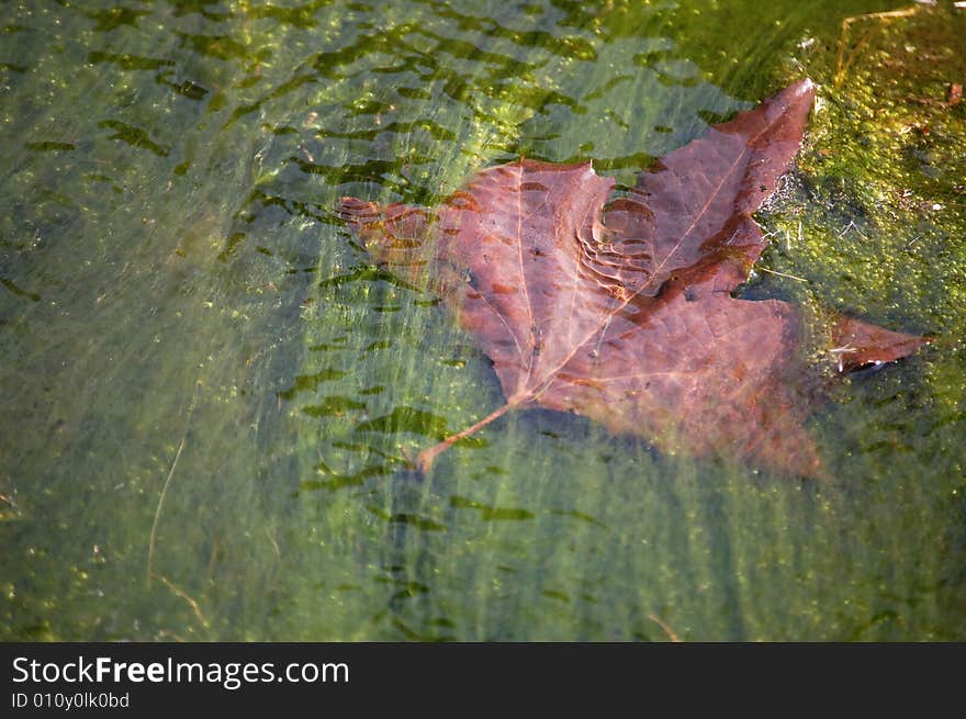 Leaf in Stream